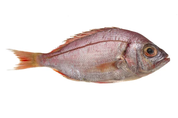 Pesce persico del mare crudo — Foto Stock