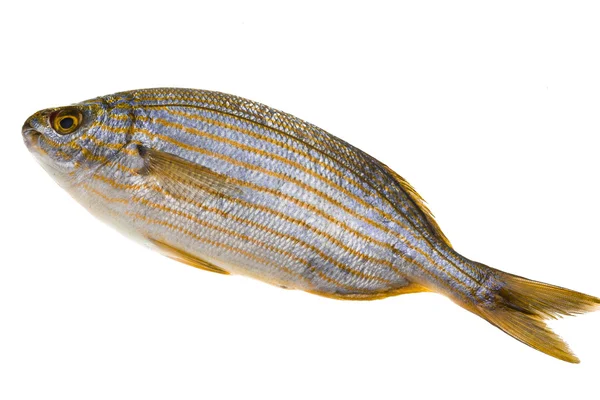 Salema porgy - pez sarpa —  Fotos de Stock