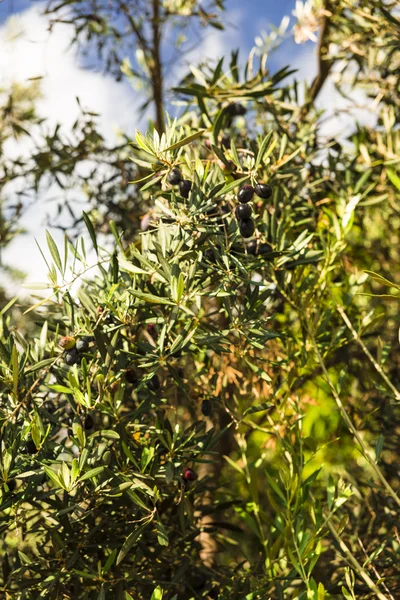 Olive tree — Stock Photo, Image