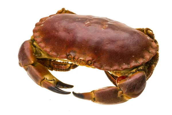 Raw crab — Stock Photo, Image