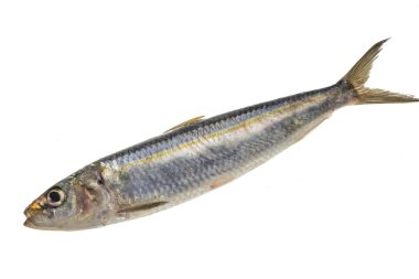 taze ringa balığı