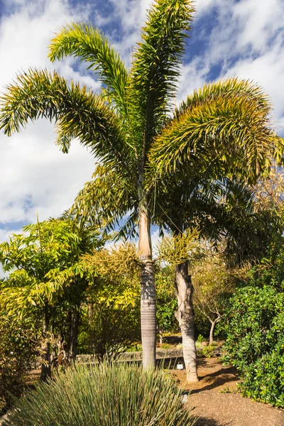 Palmiye park — Stok fotoğraf