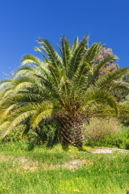 palmiye ağacı Tunus