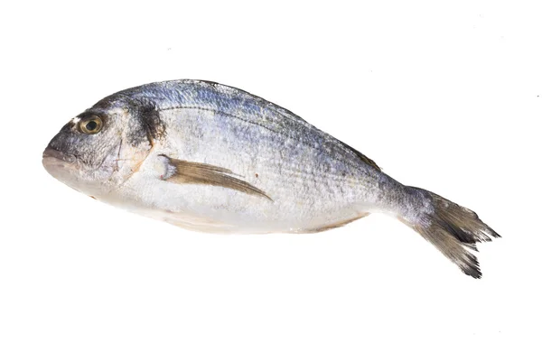 Fresh raw dorada — Stock Photo, Image