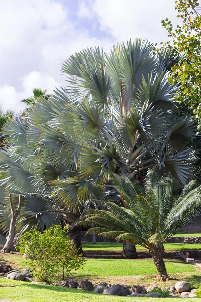 Palm Park — Foto de Stock