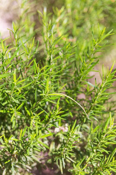 Rosemary — Stock Photo, Image