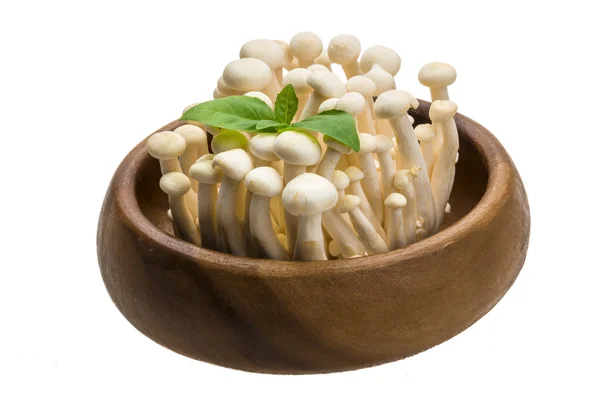 Champignon du Japon Shimeji — Photo