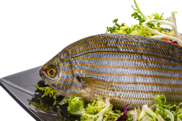 Salema porgy - gestreepte vissen — Stockfoto