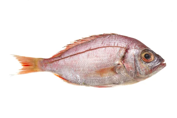 Raw Sea Perch — Stock Photo, Image