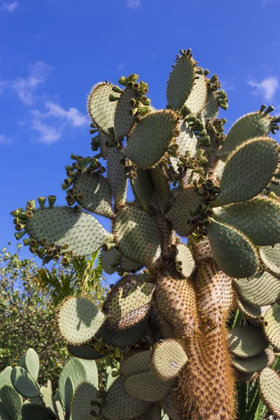 Opunzia di cactus — Foto Stock