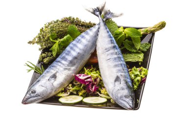 taze atlanticmackerel