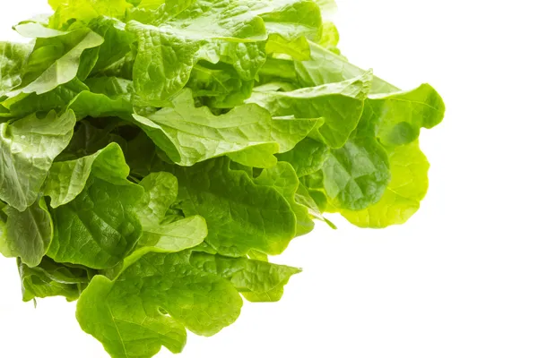Salad leaves — Stock Photo, Image