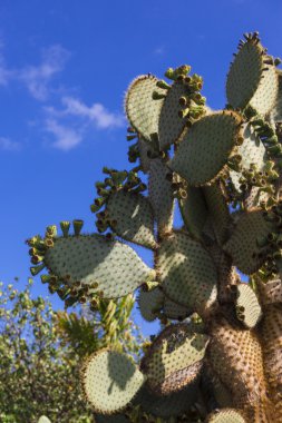 kaktüs opuntia