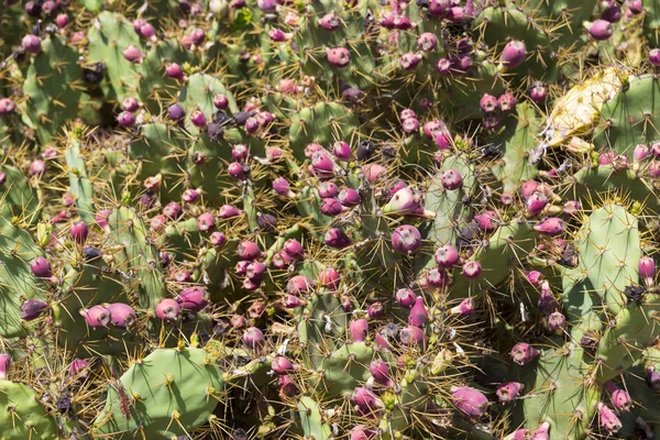 Opuntia cactus — Photo