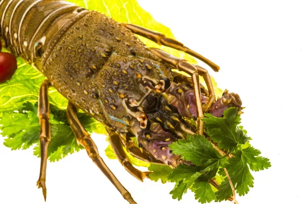 Raw spiny lobsters — Stock Photo, Image