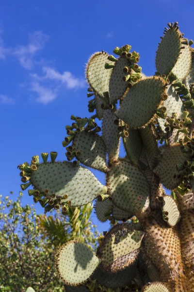 Opunzia di cactus — Foto Stock