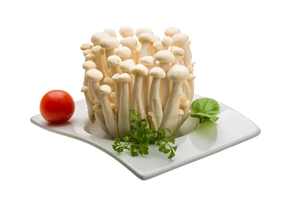 Japan mushroom Shimeji — Stock Photo, Image