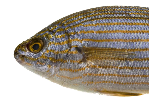 SARPA fisk — Stockfoto