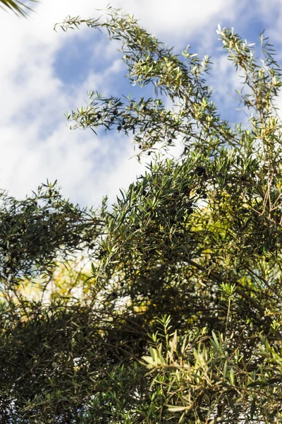 Olive tree — Stock Photo, Image