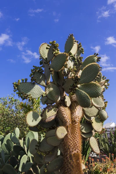 Cactus Opuntia — Stock Photo, Image