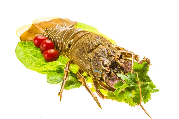 Raw spiny lobsters — Stock Photo, Image