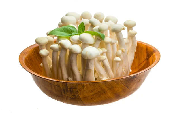 Японский гриб — стоковое фото