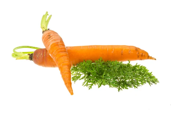 Zanahorias frescas con perejil — Foto de Stock
