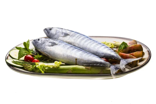 Färska atlanticmackerel — Stockfoto