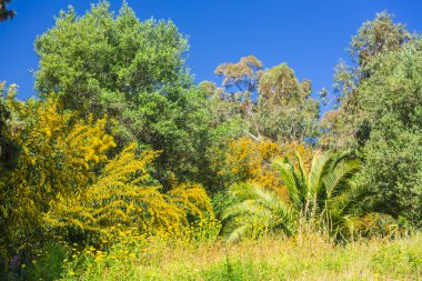 palmiye ağacı Tunus
