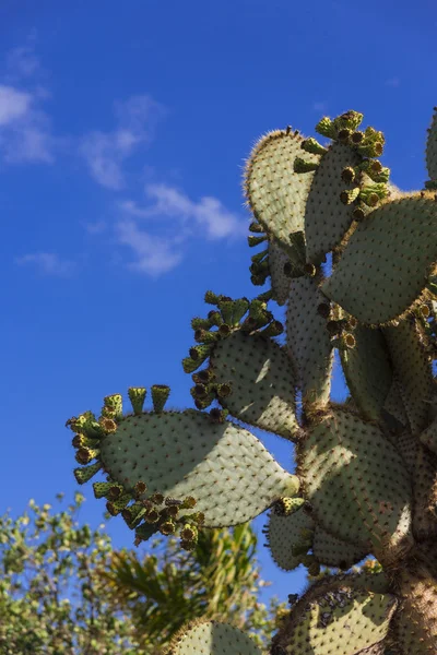 Kaktüs opuntia — Stok fotoğraf