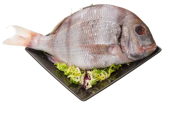 Raw porgy — Stock Photo, Image