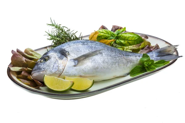 Fresh raw dorada — Stock Photo, Image