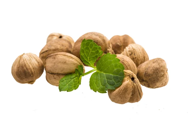 Cardamón — Foto de Stock