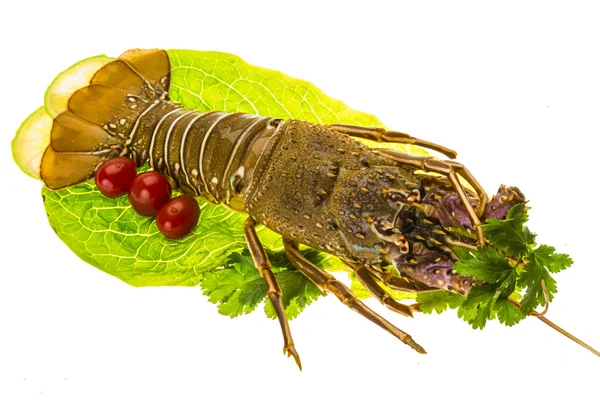 Lobster berduri mentah — Stok Foto