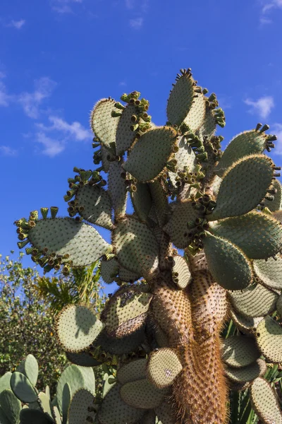 Cactus Opuntia — Stock Photo, Image