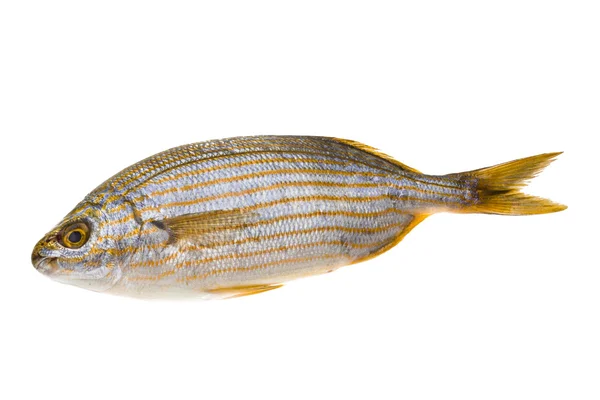 Salema porgy - sarpa fish — Stock Photo, Image