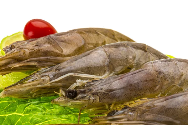 Grandi gamberetti crudi — Foto Stock