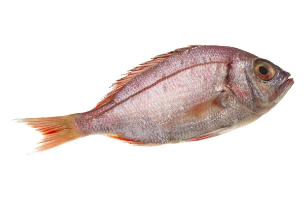 Pesce persico del mare crudo — Foto Stock