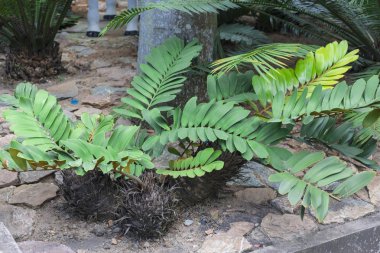 Nong nooch tropikal Bahçe
