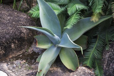 Nong nooch tropikal Bahçe
