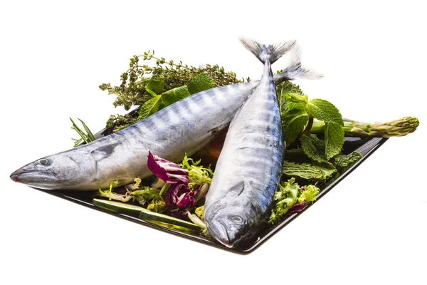 Färska atlanticmackerel — Stockfoto