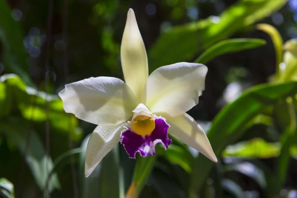 Flor de orquídea — Fotografia de Stock