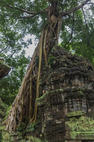 Angkor wat karmaşık — Stok fotoğraf