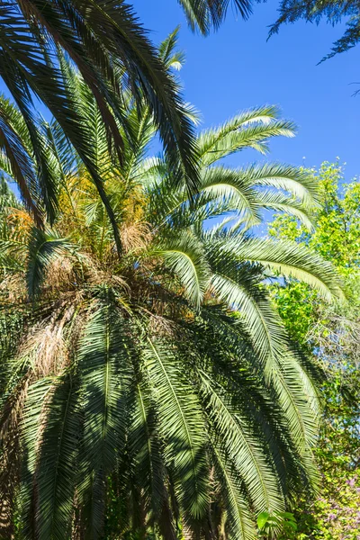 在突尼斯的棕榈树 — 图库照片