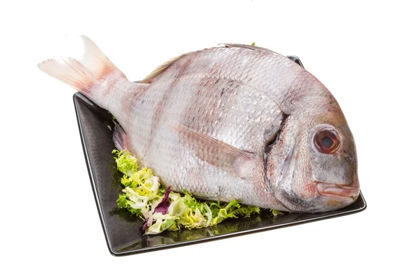 Raw porgy — Stock Photo, Image