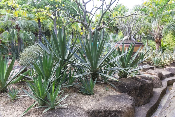 Giardino tropicale di Nong Nooch — Foto Stock