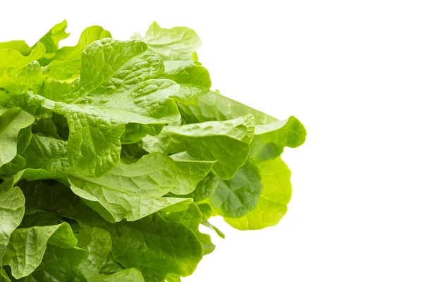 Salad leaves — Stock Photo, Image