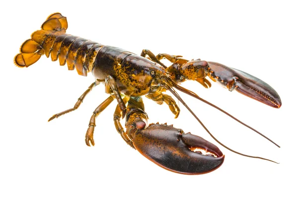 Surowy homara — Zdjęcie stockowe