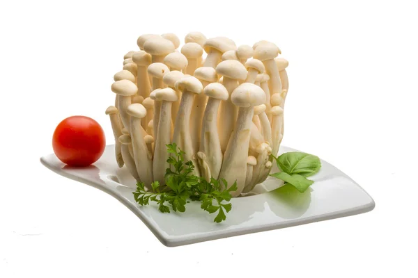 Japan mushroom Shimeji — Stock Photo, Image