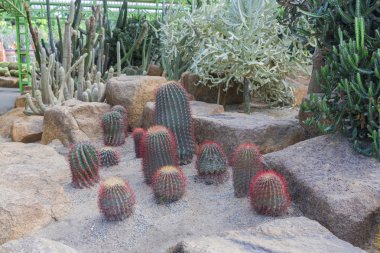 Nong nooch tropikal Bahçe